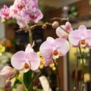 Online flower shops- A solution for busy individuals
