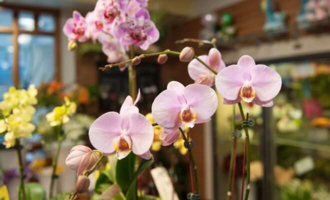 Online flower shops- A solution for busy individuals